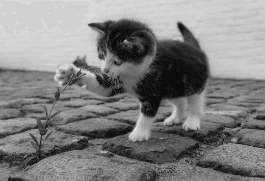 La pet therapy e i suoi benefici